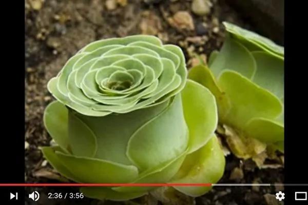 像玫瑰花的多肉植物 你不爱才怪