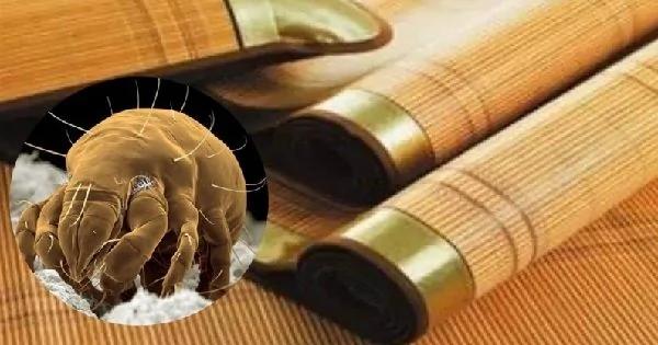 简单方便:不用开水烫 也不用太阳晒!只需两样小工具 就可以瞬间清除凉蓆上的螨虫!