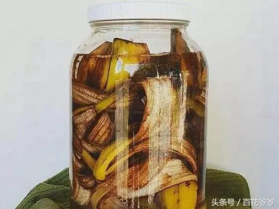 香蕉皮用来养花?你想不到的妙用 方法超级简单