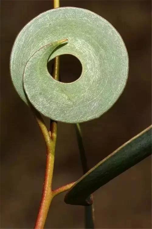 全球罕见奇花异草 第一个就吓到我了