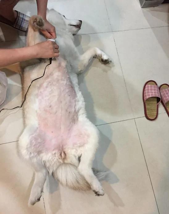 哈士奇受不了剃毛的打击 看着窗外生闷气不想面对主人 当它转过头来…
