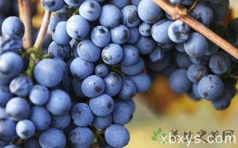 感冒能不能吃西瓜