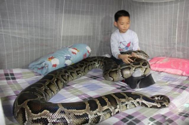 黄先生9年前救下将死的小蟒蛇 如今蟒蛇居然这样对主人…