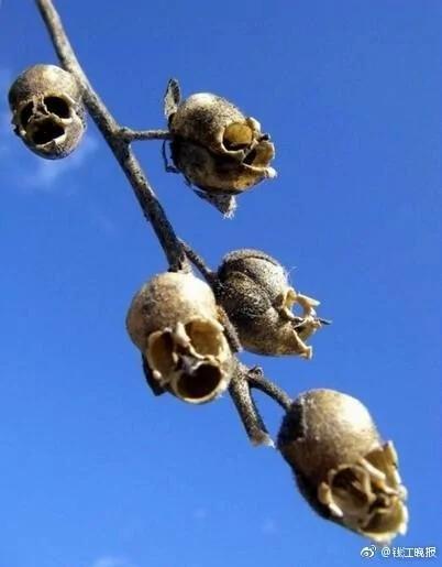 死亡之花原来长这样!惊悚