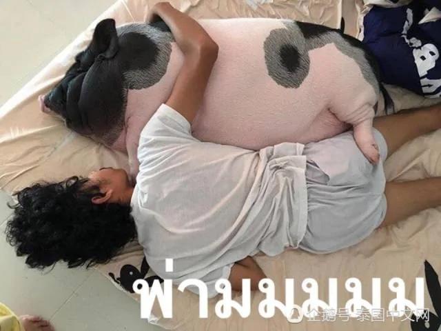 男子把母猪当女朋友来养 天天抱着睡觉!