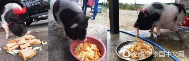 男子把母猪当女朋友来养 天天抱着睡觉!