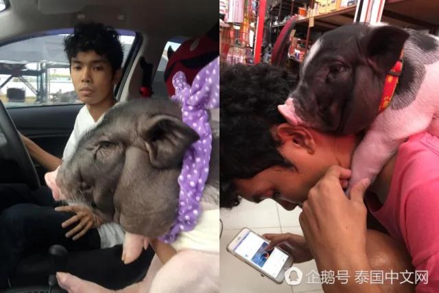 男子把母猪当女朋友来养 天天抱着睡觉!