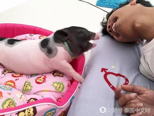 男子把母猪当女朋友来养 天天抱着睡觉!