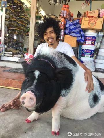 男子把母猪当女朋友来养 天天抱着睡觉!
