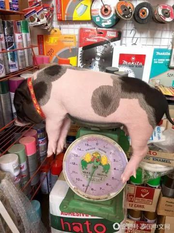 男子把母猪当女朋友来养 天天抱着睡觉!