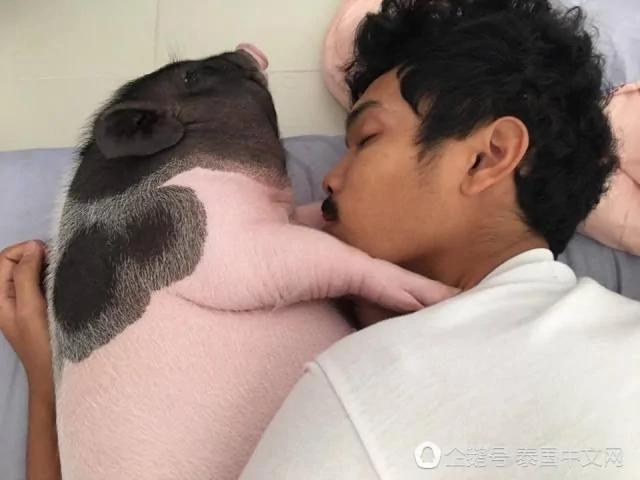 男子把母猪当女朋友来养 天天抱着睡觉!