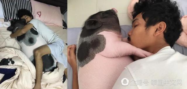 男子把母猪当女朋友来养 天天抱着睡觉!