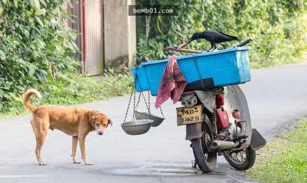 40张照片证明“乌鸦就是动物界最不怕死的”