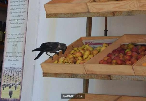 40张照片证明“乌鸦就是动物界最不怕死的”