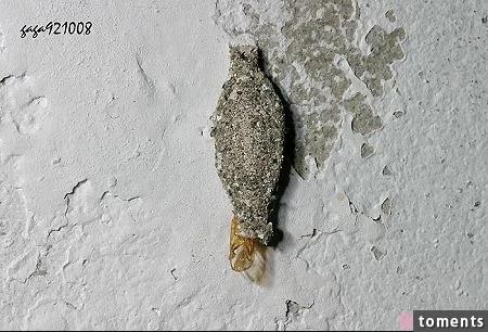 如果你在家里看见它 就代表你家已经出现问题了