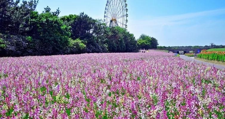 日本国家公园呈现绝美蓝色花海