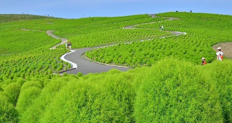 日本国家公园呈现绝美蓝色花海