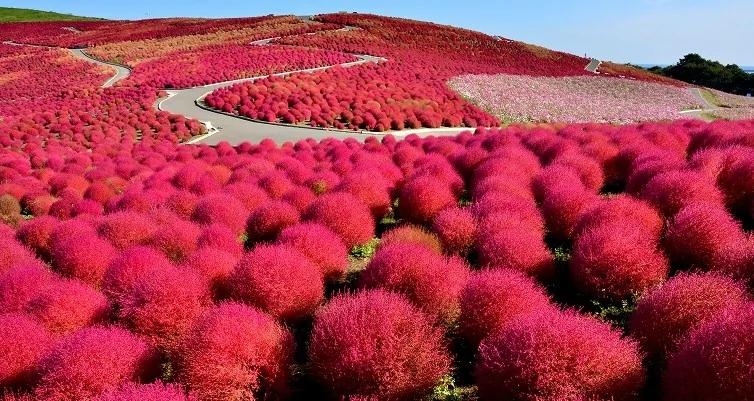 日本国家公园呈现绝美蓝色花海