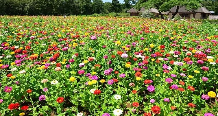 日本国家公园呈现绝美蓝色花海
