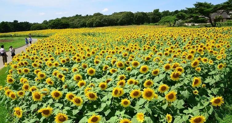 日本国家公园呈现绝美蓝色花海 纳闻