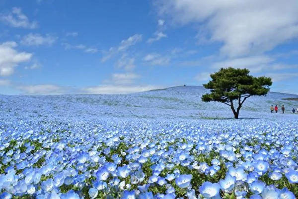 日本国家公园呈现绝美蓝色花海 阿波罗新闻网