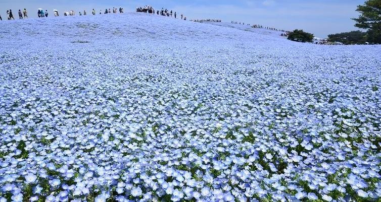 日本国家公园呈现绝美蓝色花海