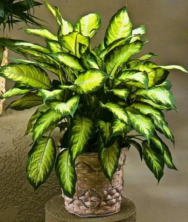 想要净化空气、好看的花卉 这10种盆栽就足够