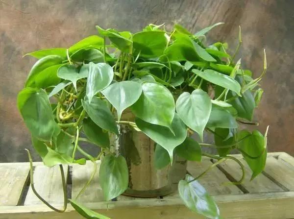 想要净化空气、好看的花卉 这10种盆栽就足够