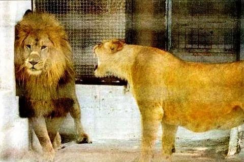 历代名人“怕老婆”趣闻