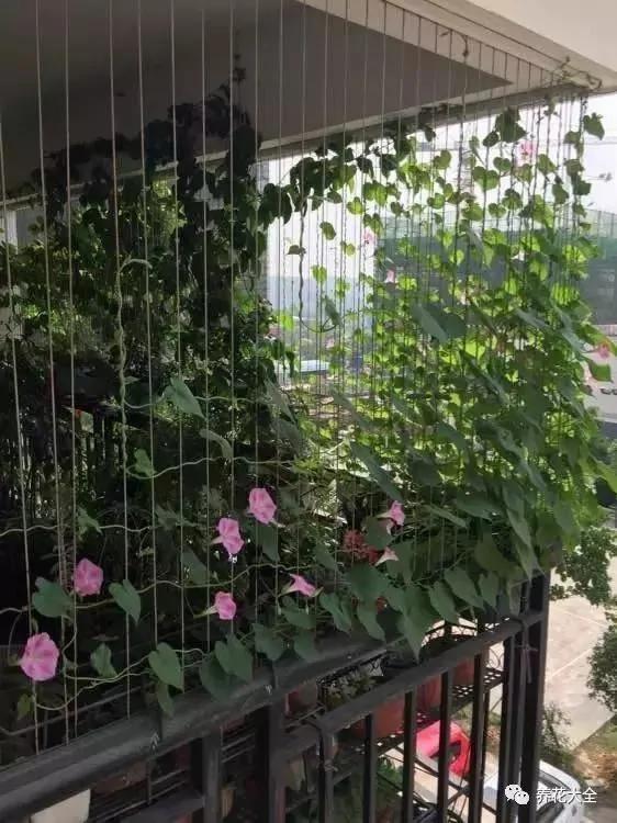 养上这几种藤蔓植物 不用3个月 就能种出个植物窗帘