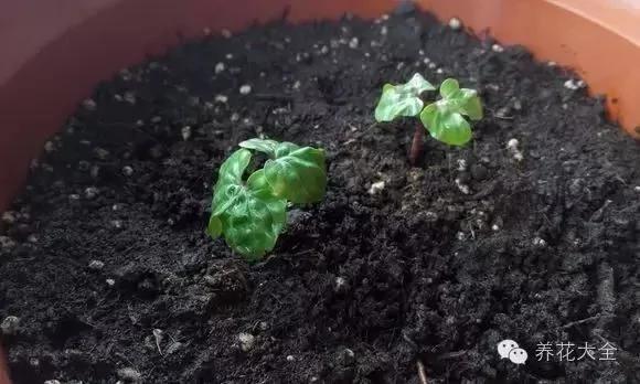 养上这几种藤蔓植物 不用3个月 就能种出个植物窗帘