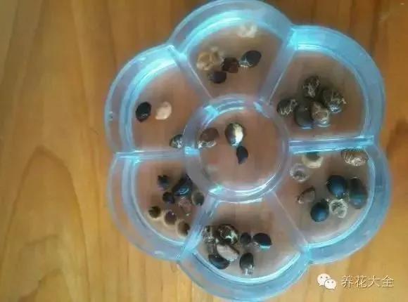 养上这几种藤蔓植物 不用3个月 就能种出个植物窗帘