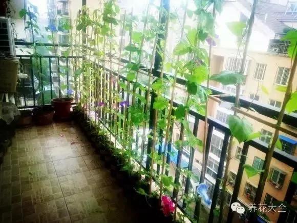 养上这几种藤蔓植物 不用3个月 就能种出个植物窗帘
