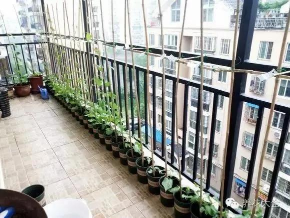 养上这几种藤蔓植物 不用3个月 就能种出个植物窗帘