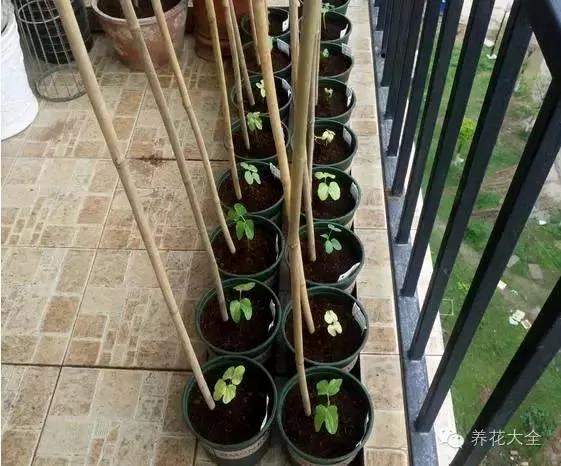 养上这几种藤蔓植物 不用3个月 就能种出个植物窗帘