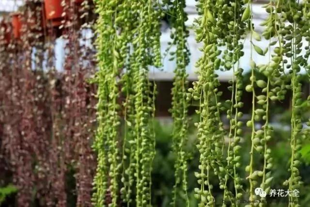 养上这几种藤蔓植物 不用3个月 就能种出个植物窗帘