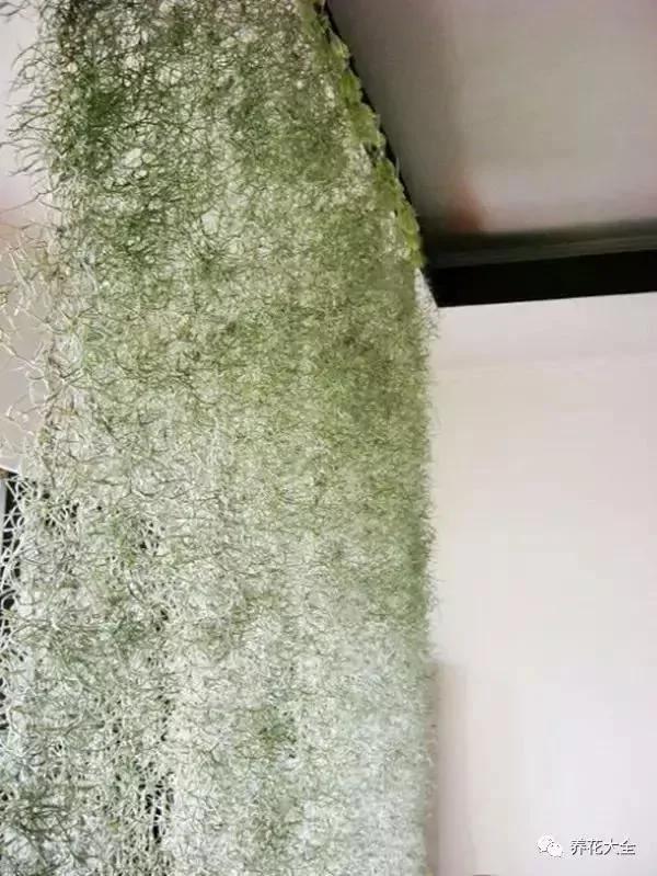 养上这几种藤蔓植物 不用3个月 就能种出个植物窗帘