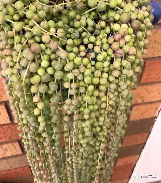 养上这几种藤蔓植物 不用3个月 就能种出个植物窗帘