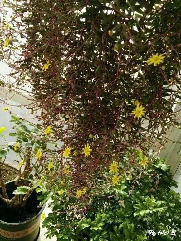 养上这几种藤蔓植物 不用3个月 就能种出个植物窗帘