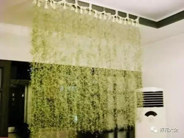 养上这几种藤蔓植物 不用3个月 就能种出个植物窗帘