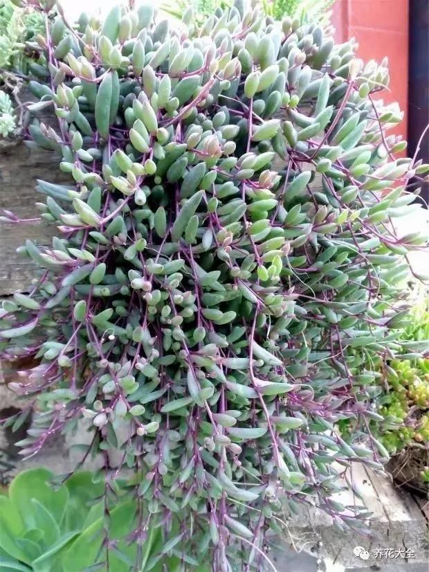 养上这几种藤蔓植物 不用3个月 就能种出个植物窗帘