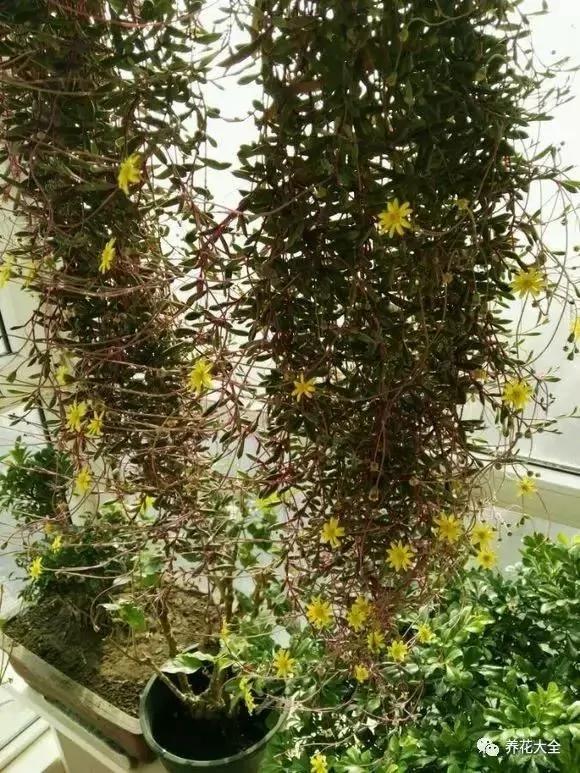 养上这几种藤蔓植物 不用3个月 就能种出个植物窗帘
