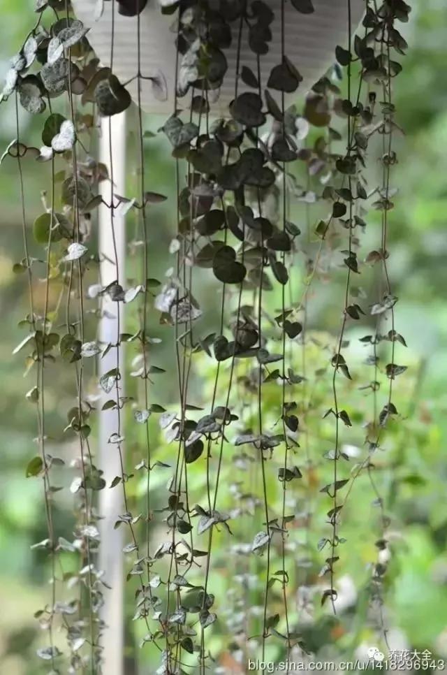 养上这几种藤蔓植物 不用3个月 就能种出个植物窗帘