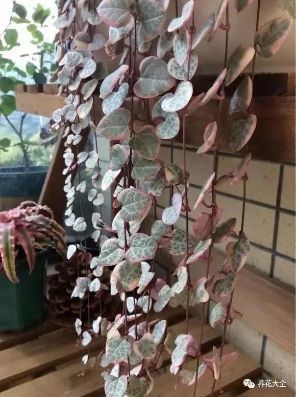 养上这几种藤蔓植物 不用3个月 就能种出个植物窗帘