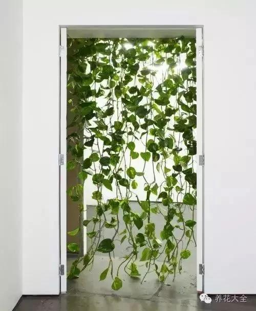 养上这几种藤蔓植物 不用3个月 就能种出个植物窗帘