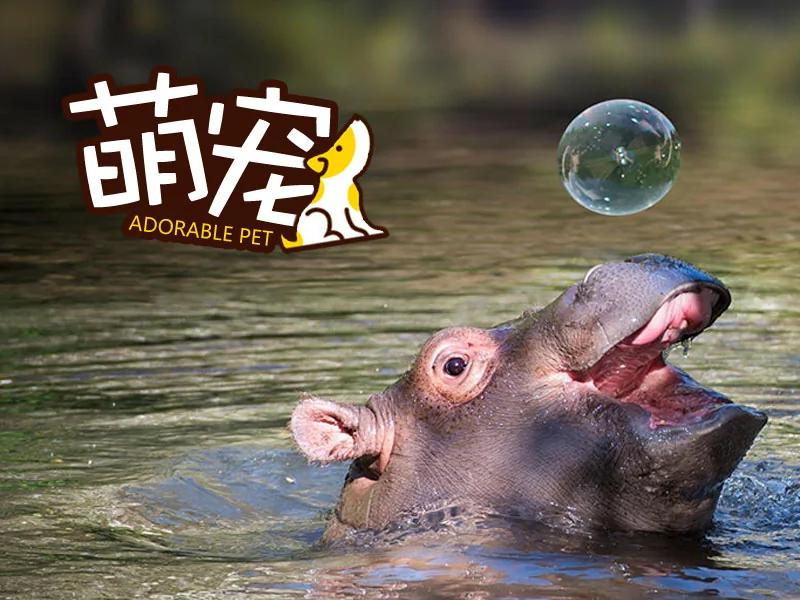 河马宝宝到底有多萌?你们来感受下