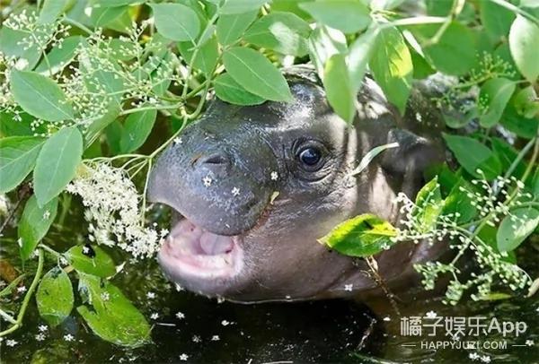 河马宝宝到底有多萌?你们来感受下