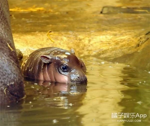 河马宝宝到底有多萌?你们来感受下