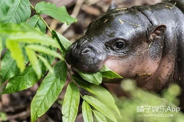 河马宝宝到底有多萌?你们来感受下