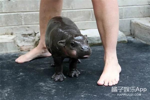 河马宝宝到底有多萌?你们来感受下